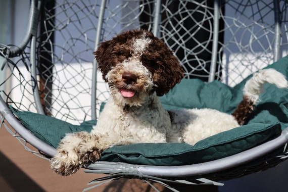Dog travel blanket 2025