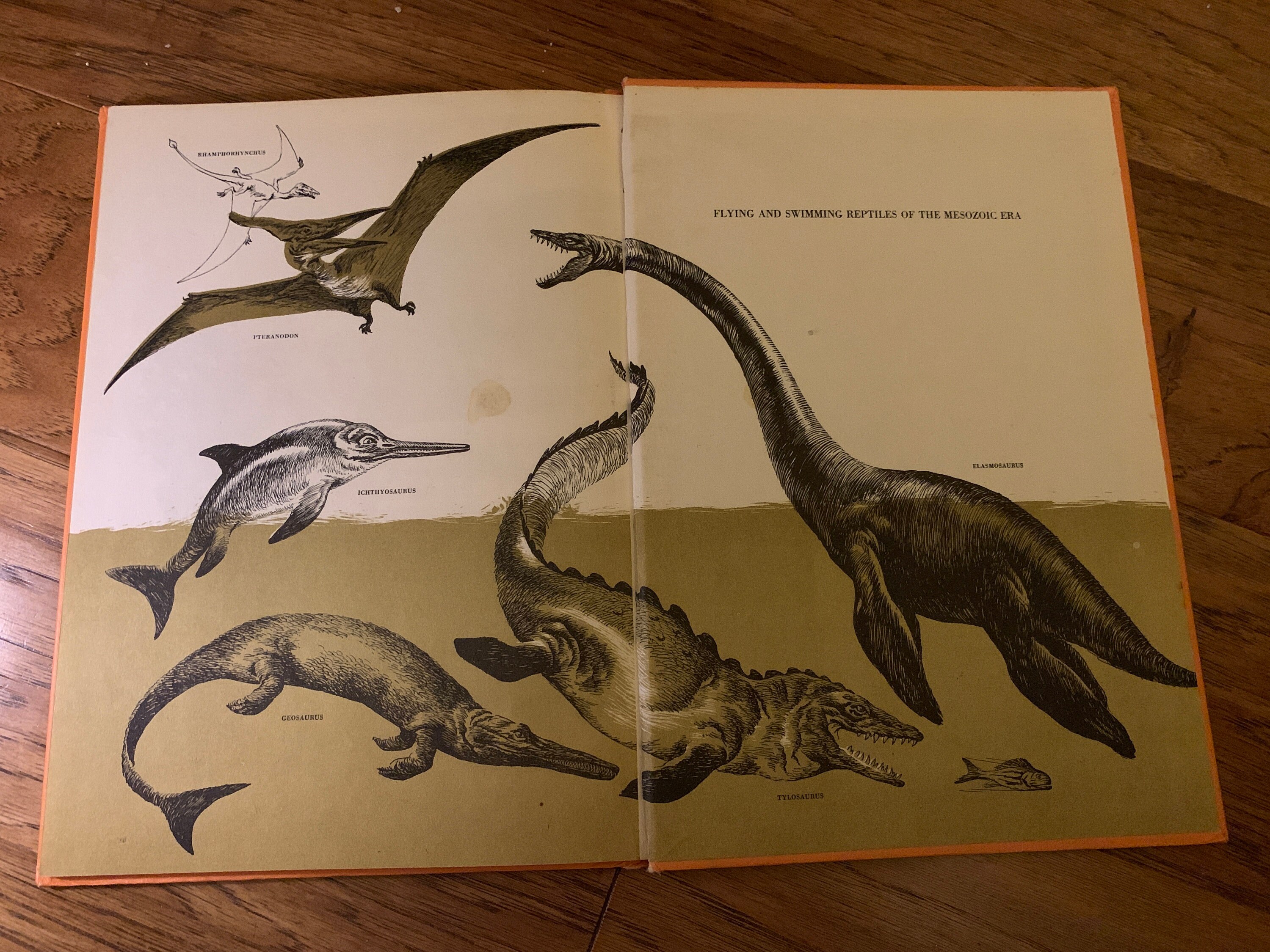 The Rise and Fall of the Dinosaurs RARE nearly Extinct 1963 