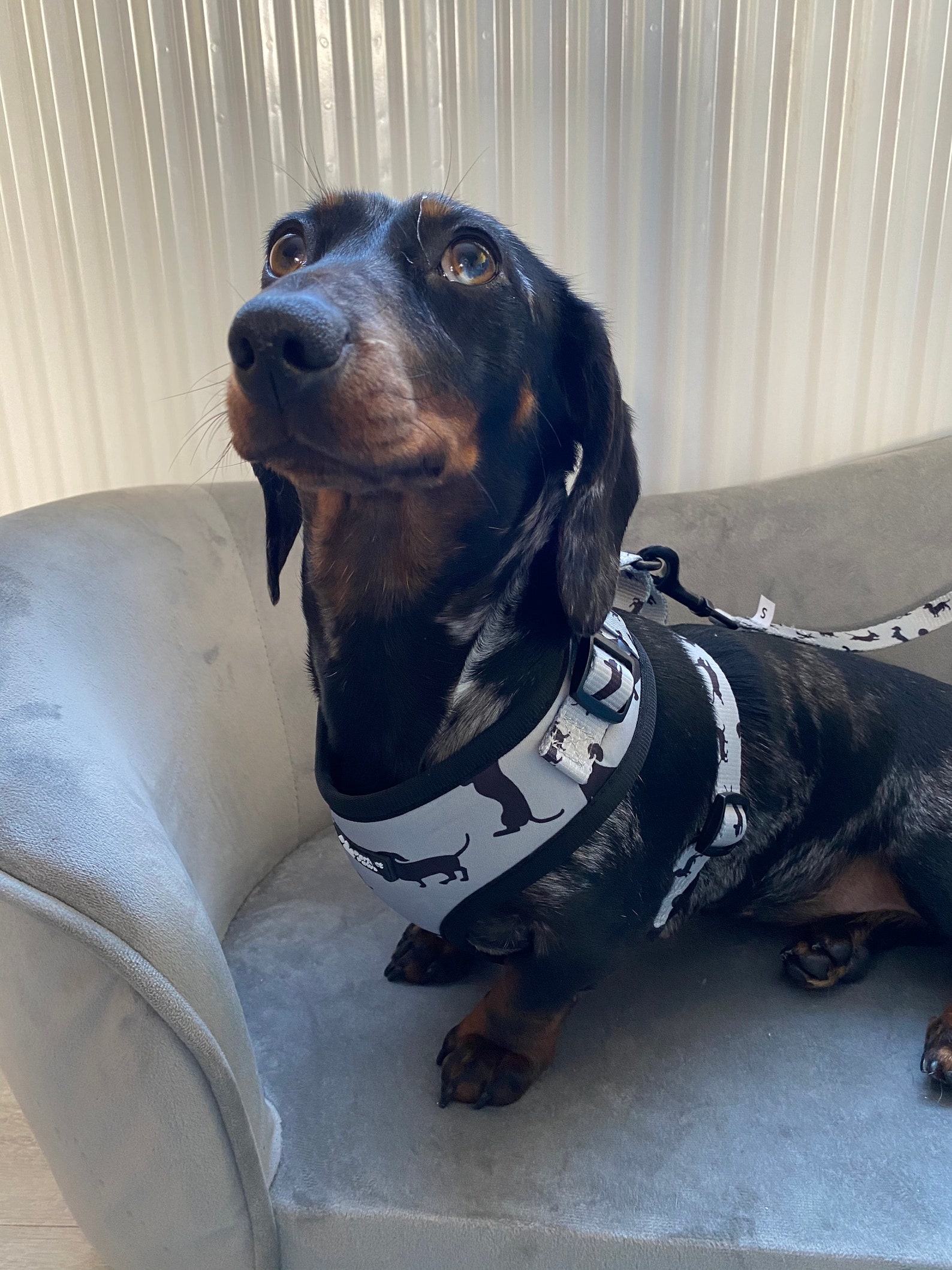 Dachshund Harness Etsy