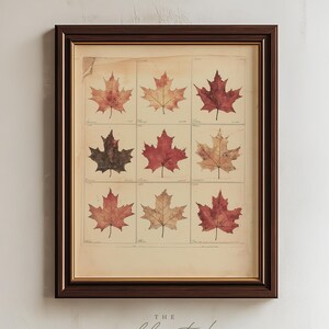 May include: A framed botanical print featuring a grid of nine distinct maple leaves in varying shades of red, orange, and brown. The artwork is encased in a dark brown wooden frame with a gold inner trim, displaying handwritten labels below each leaf.