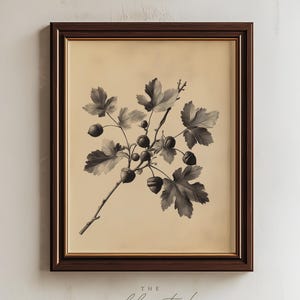 May include: A framed botanical print featuring a black and white illustration of an oak branch with acorns and leaves on a cream background. The frame is dark brown with a gold inner trim. The text THE COLLECTED HOME PRINTS is below the frame.