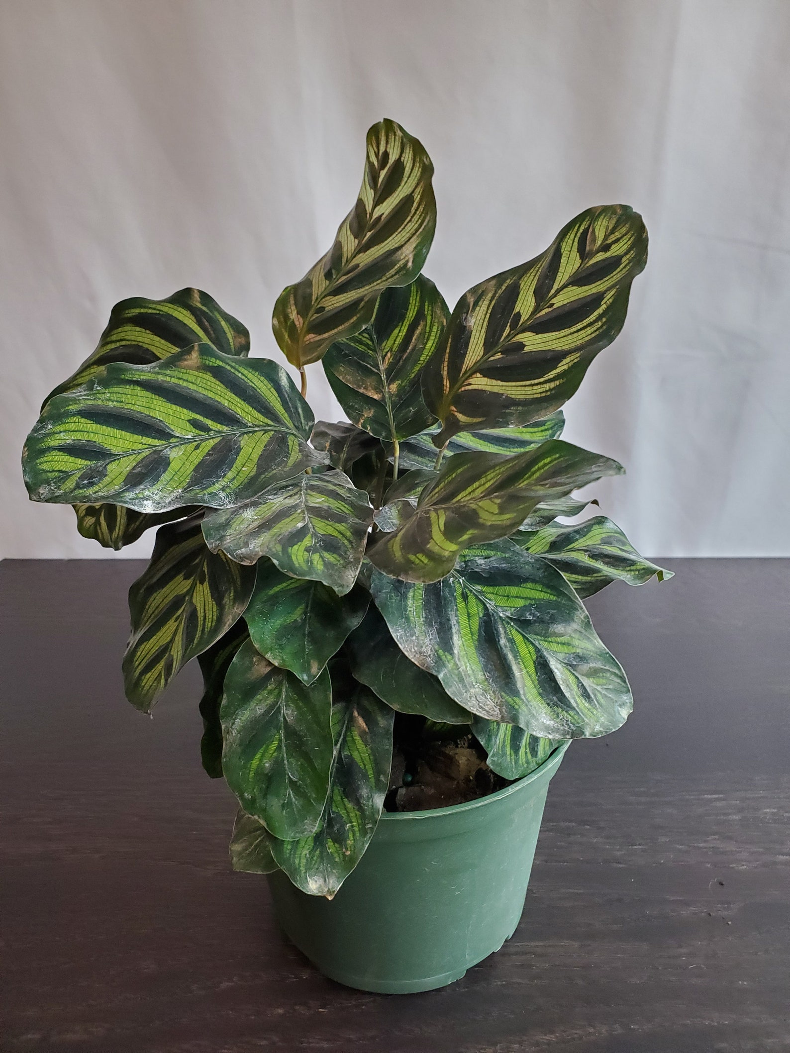 Calathea Peacock Plant Prayer Plant Easy Care Etsy