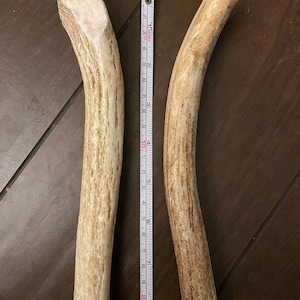 2 Large Organic and Natural Axis base Antler Dog Chew 7-9 inch/equals around two pounds
