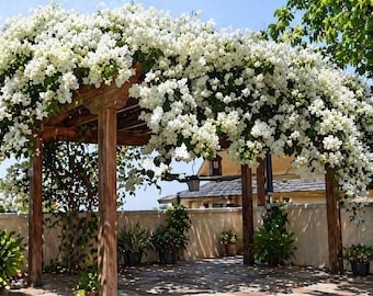 White Key West Bougainvillea Starter Plant, Rooted Plug in Pot, 3–5 Inch Tall, Tropical Climbing Flower Vine for Garden Decor