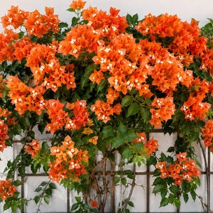 May include: A vibrant display of orange bougainvillea flowers with small white accents and green leaves. The flowering plant is climbing on a brown trellis against a white wall, creating a colorful and textured floral arrangement.