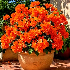 May include: A large terracotta pot overflowing with vibrant orange bougainvillea flowers. The flowers are in full bloom, creating a dense, colorful display. The pot sits on a brick surface, with greenery in the background.