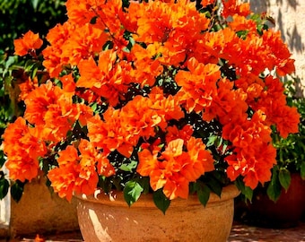 1 Bengal Orange Variegated Bougainvillea Live Plant Starter Plug 3 to 5 Inch Tall Potted Indoor Outdoor Garden Plant