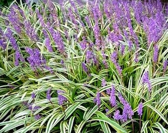 10 Liriope Monkey Grass Live Plants, Purple Bloom Groundcover Border Grass for Landscaping Hardy Green Garden Edging, Bare Root 2 "–5" Tall