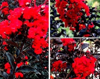 1 Ebony Fire Crepe Myrtle Starter Plant Well Rooted In Pot 3" To 5" Tall