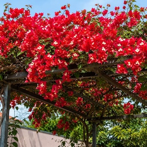 May include: A vibrant display of red bougainvillea flowers cascading over a metal pergola. The flowers have small white centers and are set against a clear blue sky. Green foliage is visible, adding contrast to the bright red blooms.