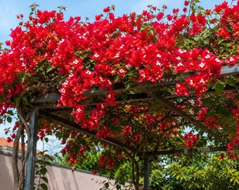 1 Red Bougainvillea" Ruby " Live Plant, Well Rooted Starter Plug for Outdoor Garden & Climbing Vine Decor ship in pot 3 to 5 Inch Tall