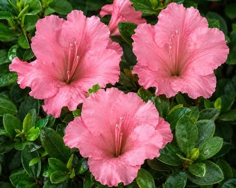 1 Pink Gumpo Dwarf Azalea Starter Plant– Shipped Bare Root 2" to 4" Tall