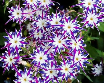 1500 Mixed Creeping Phlox Seeds for Planting, Colorful Perennial Ground Cover Flowers for Outdoor Gardens, Borders & Rock Gardens