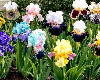 150 Mixed Iris Flower Seeds, Bearded Perennial Blooms for Outdoor Garden Beds, Rock Gardens and Patio Borders