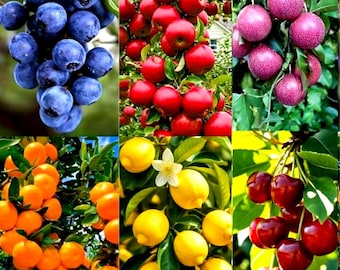 180 Mixed Fruit Seeds Variety Pack For Planting Lemon Cherry Orange Apple Passion Fruit Blueberry Seeds For Home Garden Outdoor 6 Types