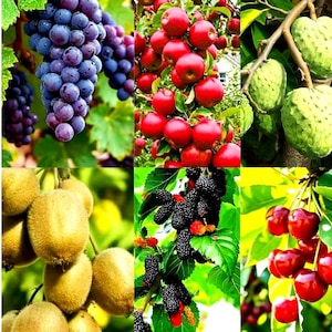 430 Seeds Mixed Fruit Seeds Set for Planting Grape Apple Kiwi Cherry Mulberry Cherimoya Seeds Outdoor Garden Sweet Fruit Grow Kit 6 Types