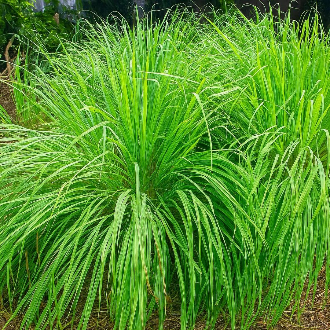 1000 Lemongrass Seeds - Perennial Citronella Grass for Culinary ...