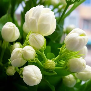 May include: Close-up of white jasmine flowers in various stages of bloom. The flowers have multiple layers of petals and are surrounded by green stems and leaves. The image is well-lit, highlighting the delicate details of the blossoms.