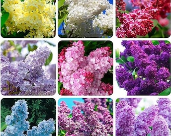 300 Lilac flower seeds for planting perennial purple blooms fragrant garden outdoor landscaping seeds