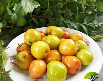 Indian Jujube Etsy Indian Jujube Etsy