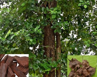 Red Sandalwood Tree Etsy