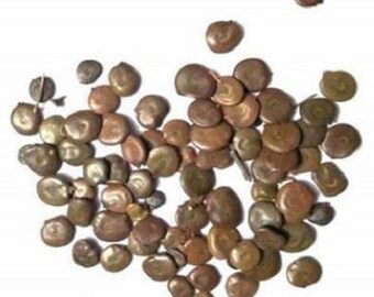 Acacia Catechu Etsy Acacia Catechu Etsy