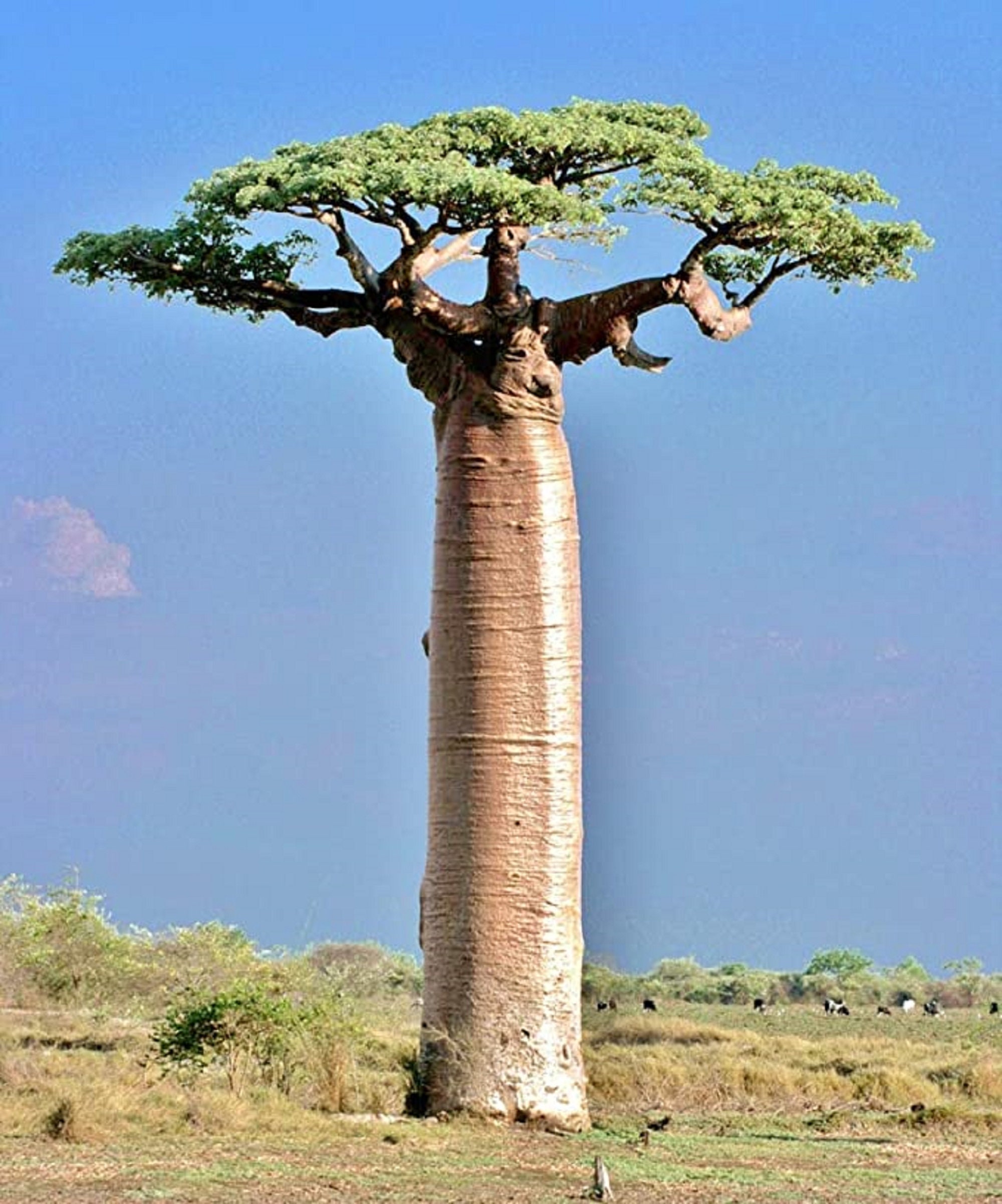 Очень толстой дерево. Баобаб Африканский Ботаническая. Баобаб Адансония Грандидье. Адансония пальчатая (баобаб пальчатый). Адансония Мадагаскарская.
