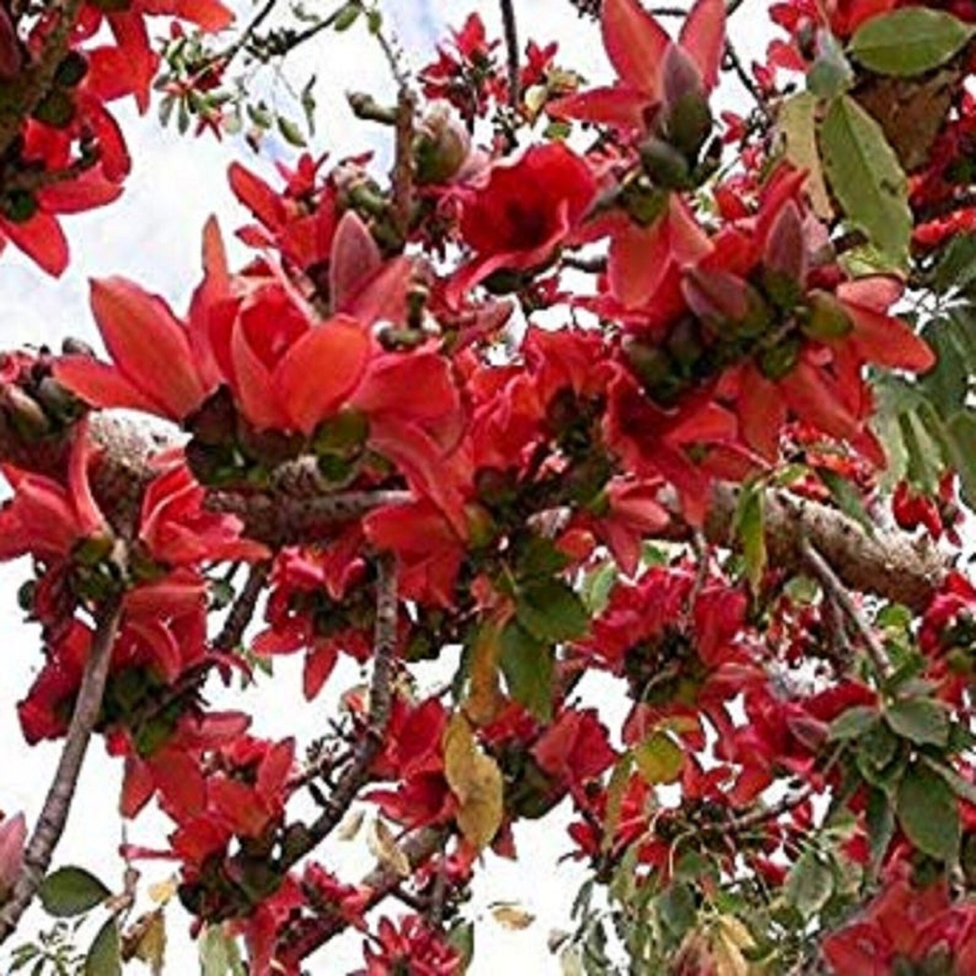 Bombax Ceiba Tree Seeds Red Silk Cotton Tree Seeds Asian Etsy