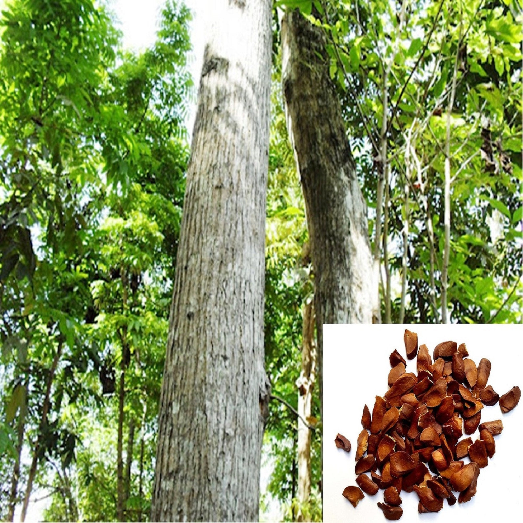 Cultivo Forestal Swietenia Macrophylla Semillas de Árbol de Caoba