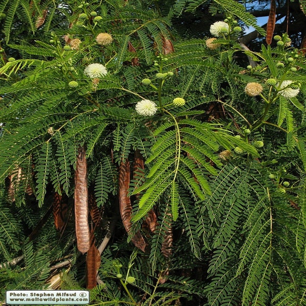 Leucaena Leucocephala Wunderbaum - Koa Haole Guaje Weißer Bleifluss Tamarinde Subabul popinac jumbay phak krathin Kostenloser Versand