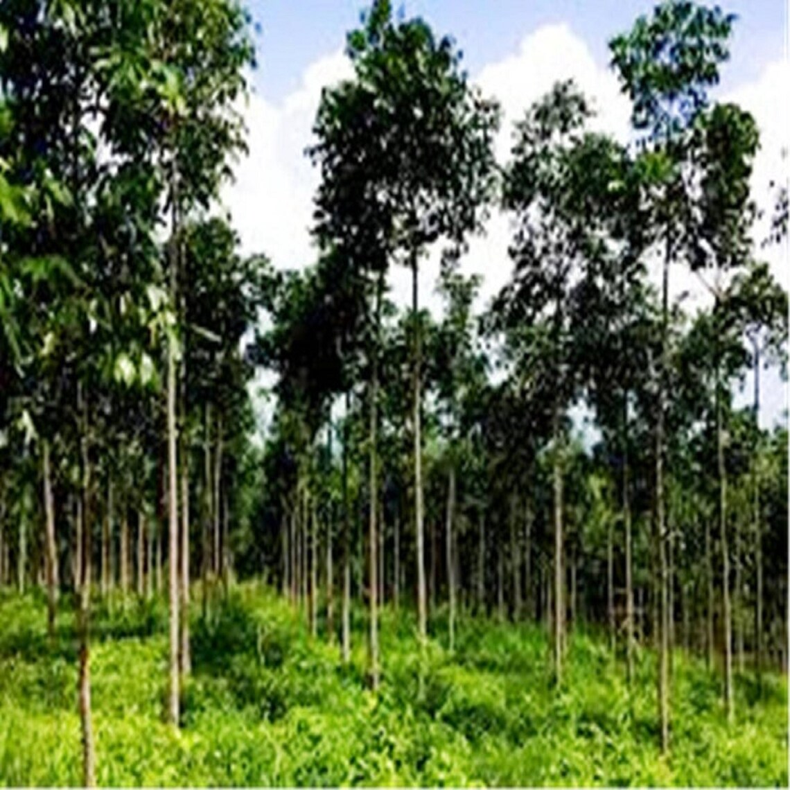 Forest Farming Swietenia Macrophylla Honduran Mahogany Tree Seeds