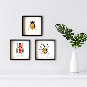 3 Piece Wall Art - Beetle Ornaments, Insects in Frame, Gift for Entomology and Nature Lover, Collectable Wooden Shadow Boxes, Wall Hanging
