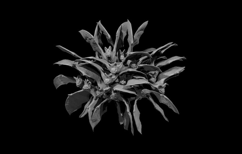 Swarm of Bats Curse of Strahd Dnd 5e Mz4250 28mm Etsy Denmark