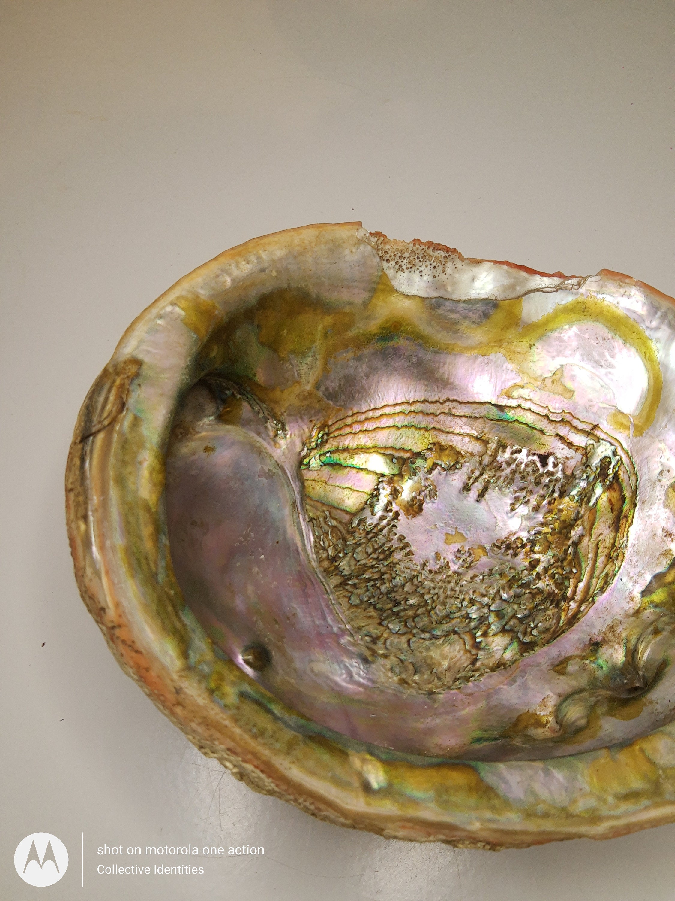 7 Abalone seashell. Thick heavy piece for decor or Etsy