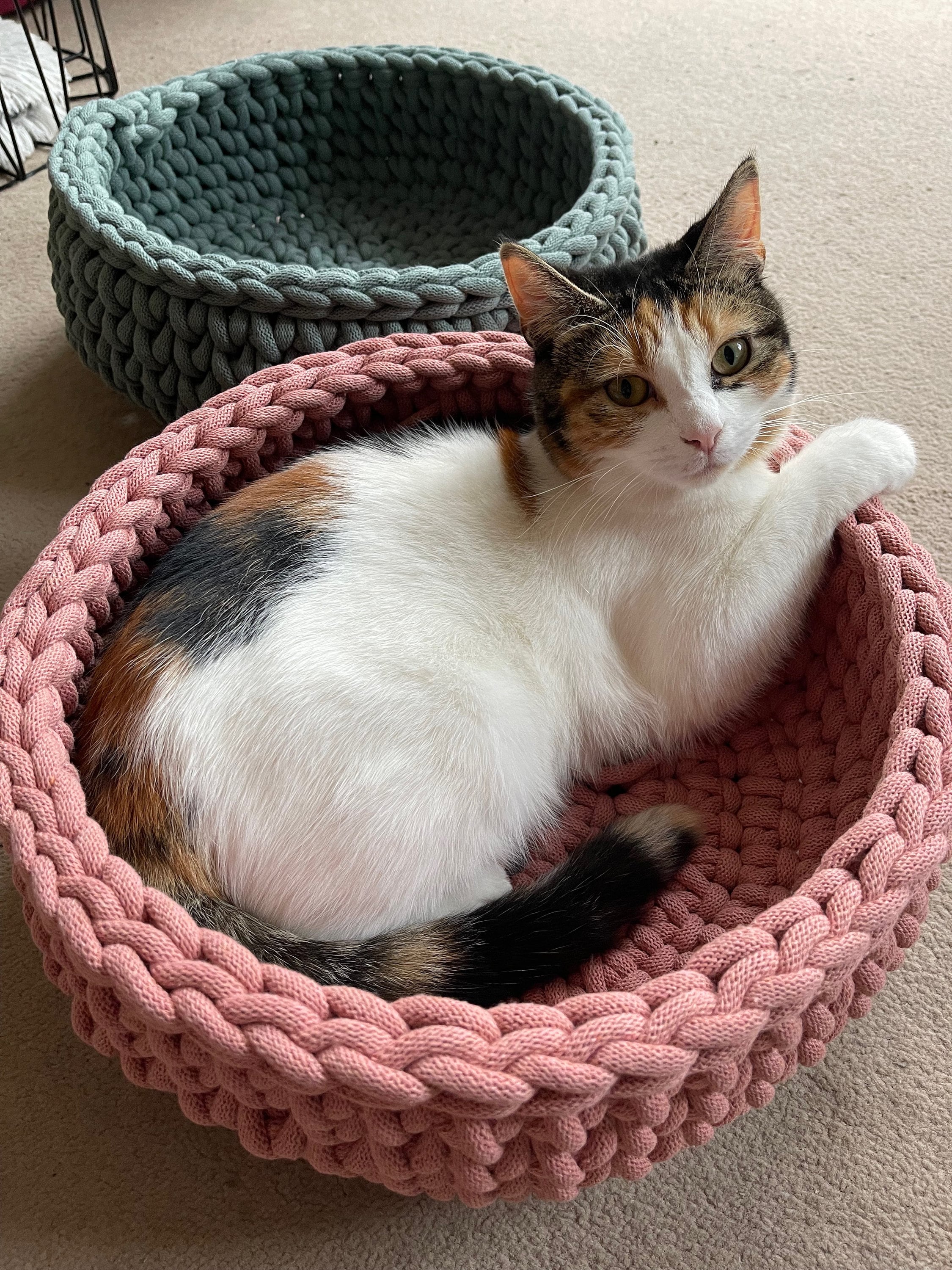 Bed bath and best sale beyond cat bed