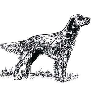 Puede incluir: Dibujo en blanco y negro de un perro de pie en un campo de hierba. El perro es de raza pointer, con un hocico largo y orejas caídas. El perro mira hacia la derecha de la imagen.