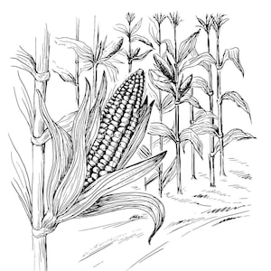 Corn Stalk Farmers Field Filed Agriculture Vegetable Farm Cob Sweetcorn Harvest * ClipArt Cricut digital eps/dxf/png/jpeg/svg