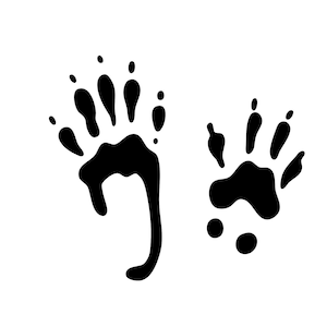 Op de afbeelding: Zwart-witte silhouet van twee dierenpootafdrukken. De grotere afdruk heeft vijf tenen en een lange hiel. De kleinere afdruk heeft vier tenen en een ronde hiel.