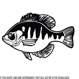 May include: Black and white line art illustration of a fish with a striped pattern. The fish is facing left and has a large eye.