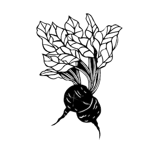 Puede incluir: Dibujo en blanco y negro de una remolacha con hojas. La remolacha es redonda y tiene una raíz principal larga. Las hojas son largas y puntiagudas.
