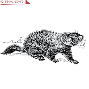 Puede incluir: Dibujo en blanco y negro de una marmota. El animal está mirando hacia la derecha y tiene una cola larga. El dibujo está en un estilo simple y minimalista.