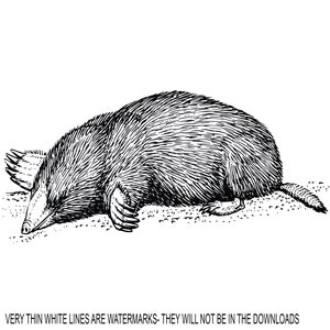 detailed Mole Animal Mammal Molehill velvety fur Huge Claws Animal  Wildlife  * Cut Image ClipArt digital download eps dxf png jpeg svg