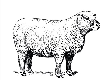 Lamb Meat Svg - Etsy Hong Kong Lamb Meat Svg - Etsy Hong Kong