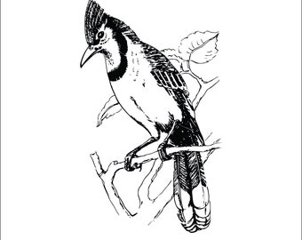 Blue Jay Clipart Etsy