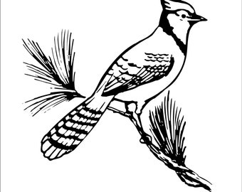Blue Jay Clipart Etsy
