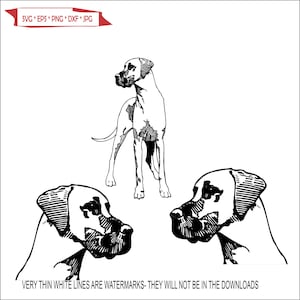 May include: Black and white line art illustration of a Great Dane dog in three different poses. The dog is standing, looking to the left, and lying down with its head turned to the right.