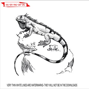 Lizard Bearded Dragon Iguana reptiles Rocks Clift Scenery Exotic Wildlife Animal * Cut Image ClipArt digital download eps dxf png jpeg svg