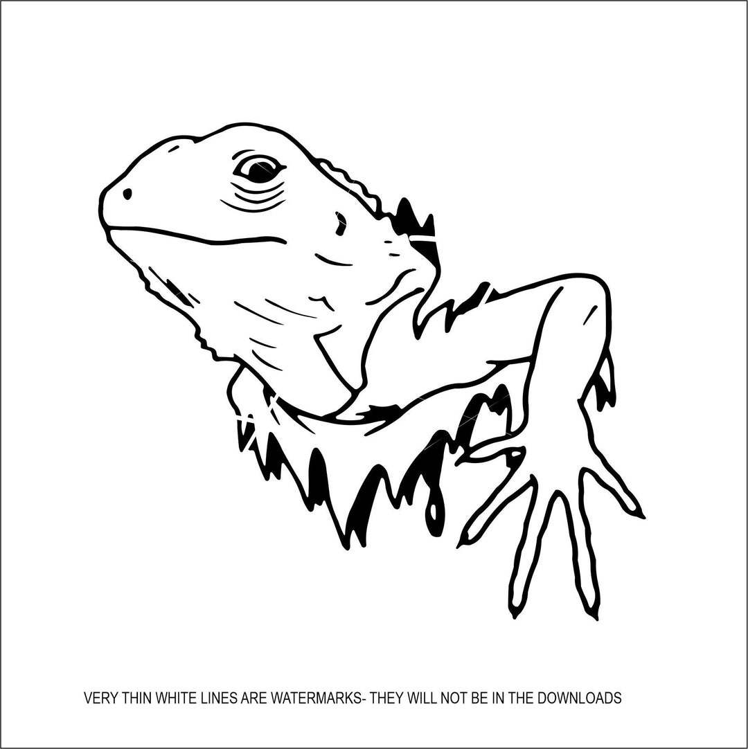 Lizard Bearded Dragon Iguana Reptiles Exotic Wildlife - Etsy