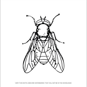 May include: A black and white line drawing of a fly with large wings and a segmented body.