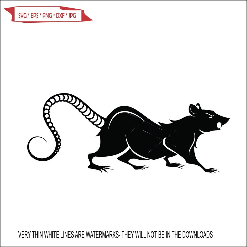 Scurring Rats Rat Scarry Face Scurrying Away Small Mammal Furry Rodent Animal Scarry ...